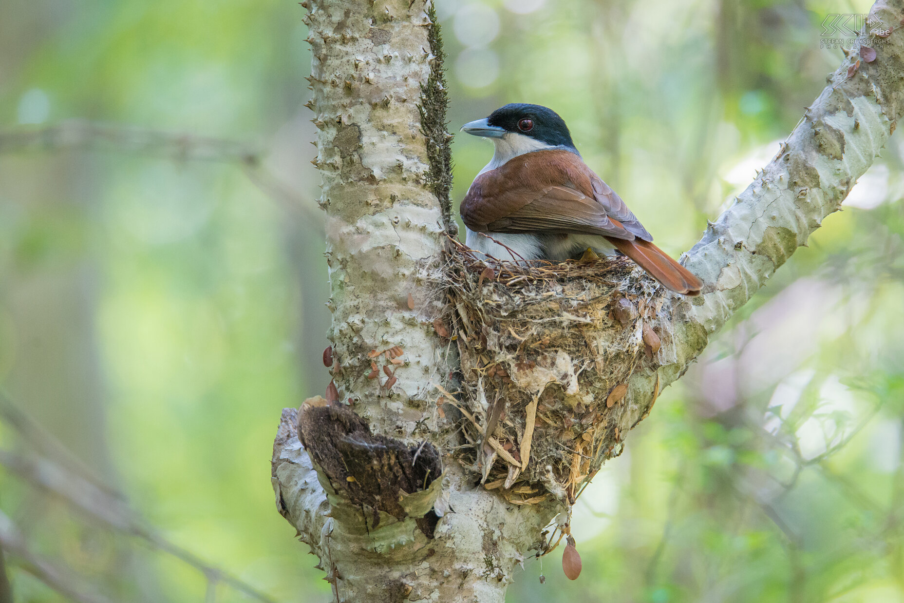 Zombitse - Rufous vanga on nest The vangas are a group of passerine birds that are endemic to Madagascar and the Comoros. In Madagascar there are 20 species. The vangas are an example of adaptive radiation; they evolved from a single founding population into a variety of birds with different beaks, sizes and colors. This rufous vanga (Schetba rufa) was sitting on his nest. Stefan Cruysberghs